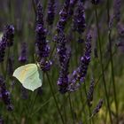 Schmetterling im Lavendel