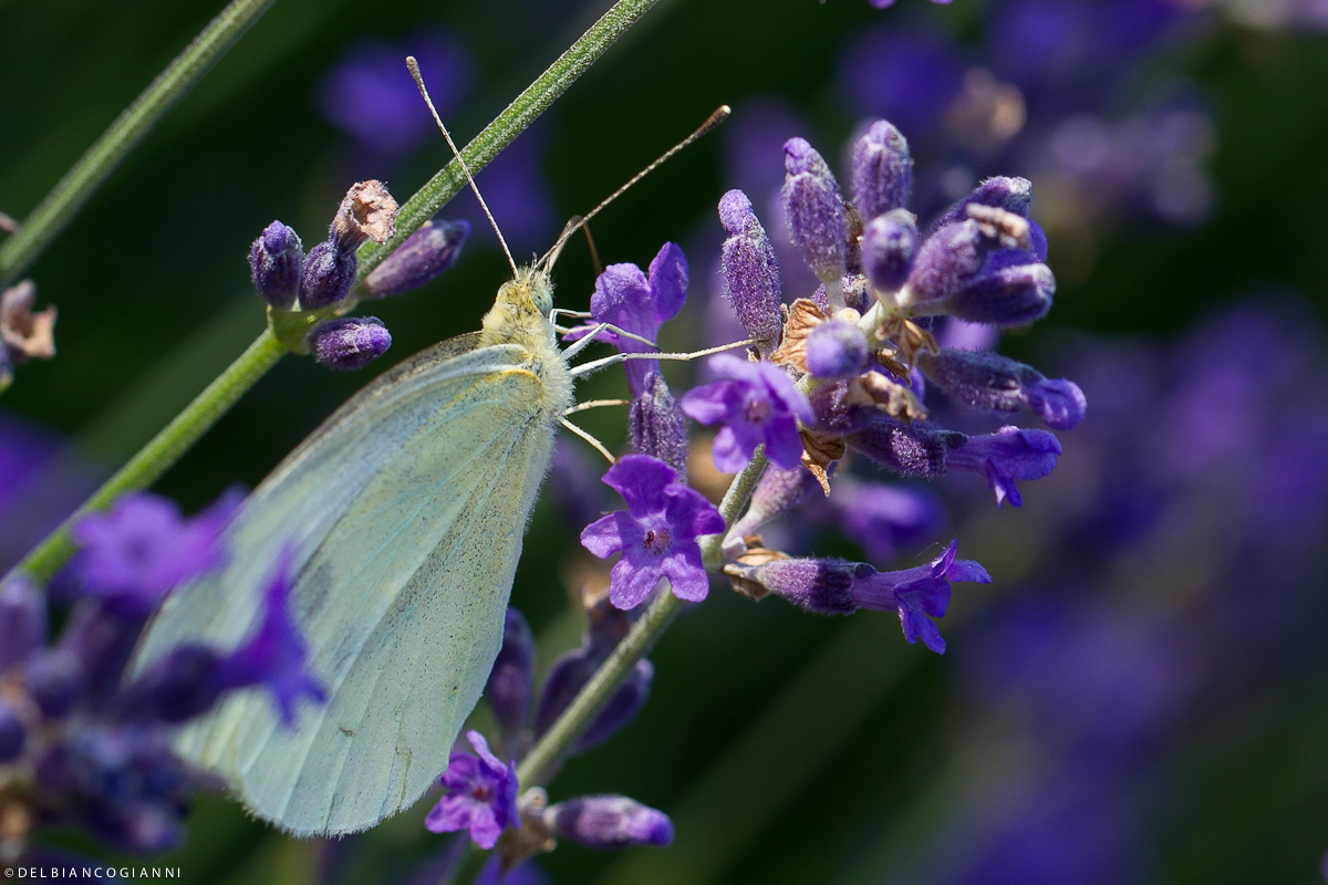 Schmetterling im Lavendel