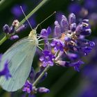 Schmetterling im Lavendel