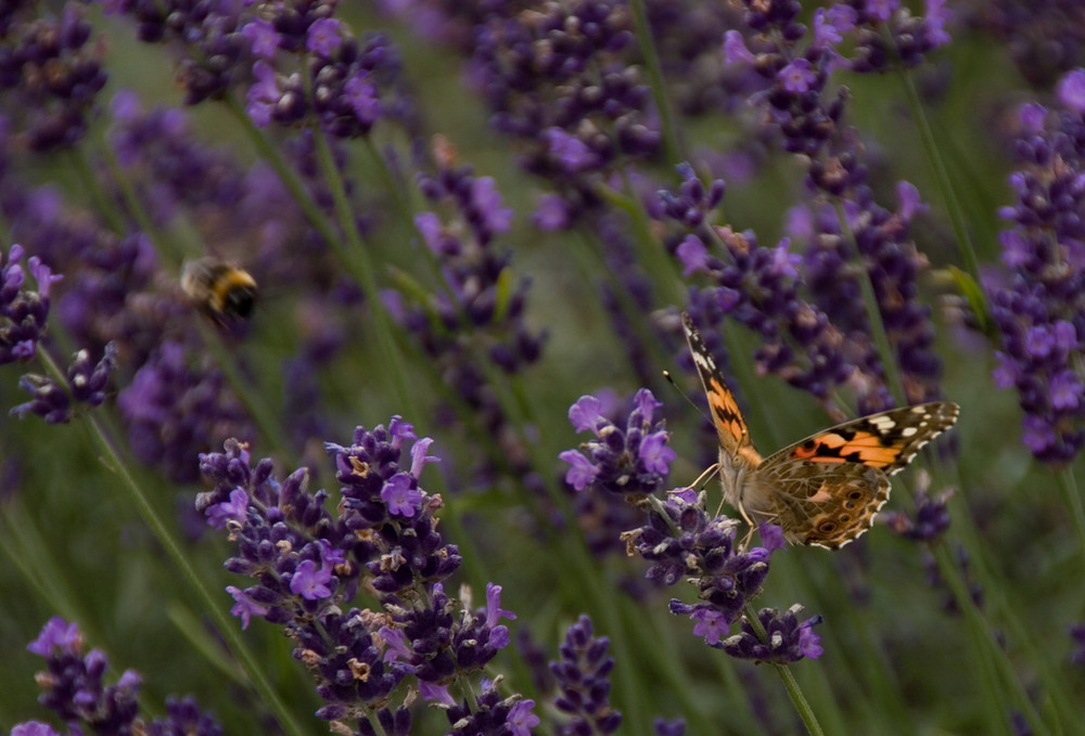 Schmetterling im Lavendel