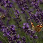 Schmetterling im Lavendel