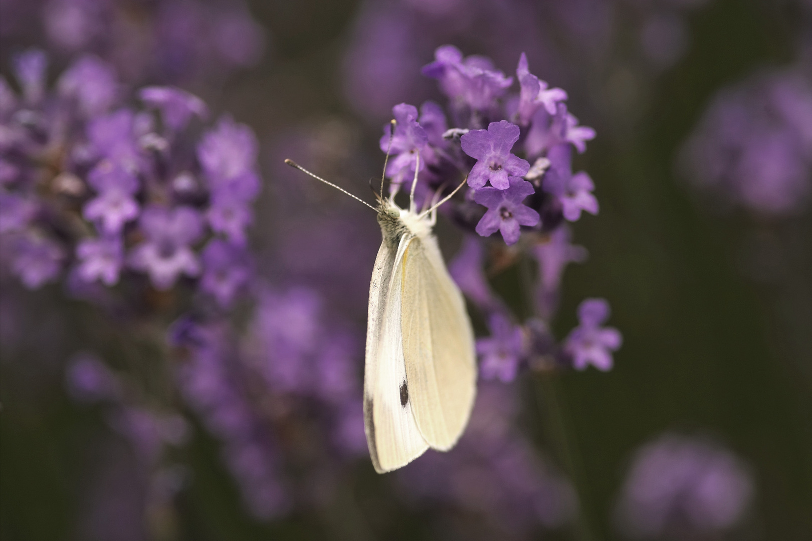 Schmetterling im Lavendel