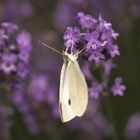 Schmetterling im Lavendel