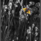 Schmetterling im Lavendel