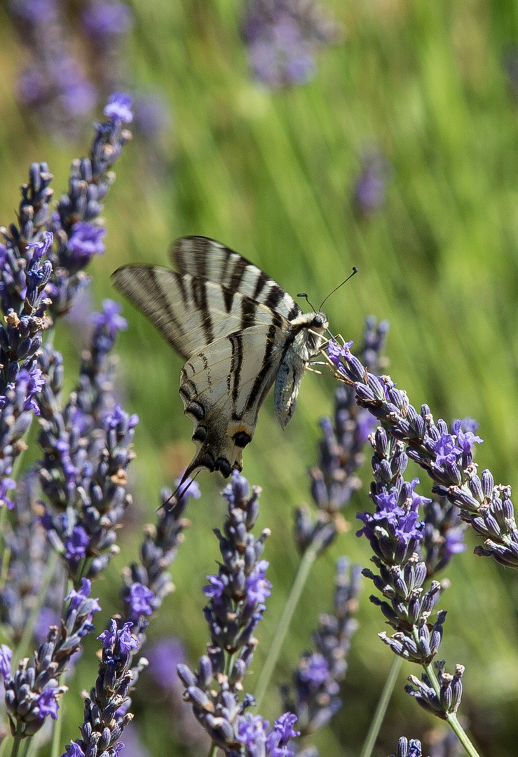 Schmetterling im Lavendel - Provence Juli 2012