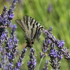 Schmetterling im Lavendel - Provence Juli 2012