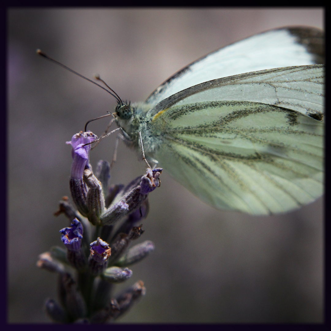 Schmetterling im Lavendelbusch Nr. 1