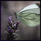 Schmetterling im Lavendelbusch Nr. 1