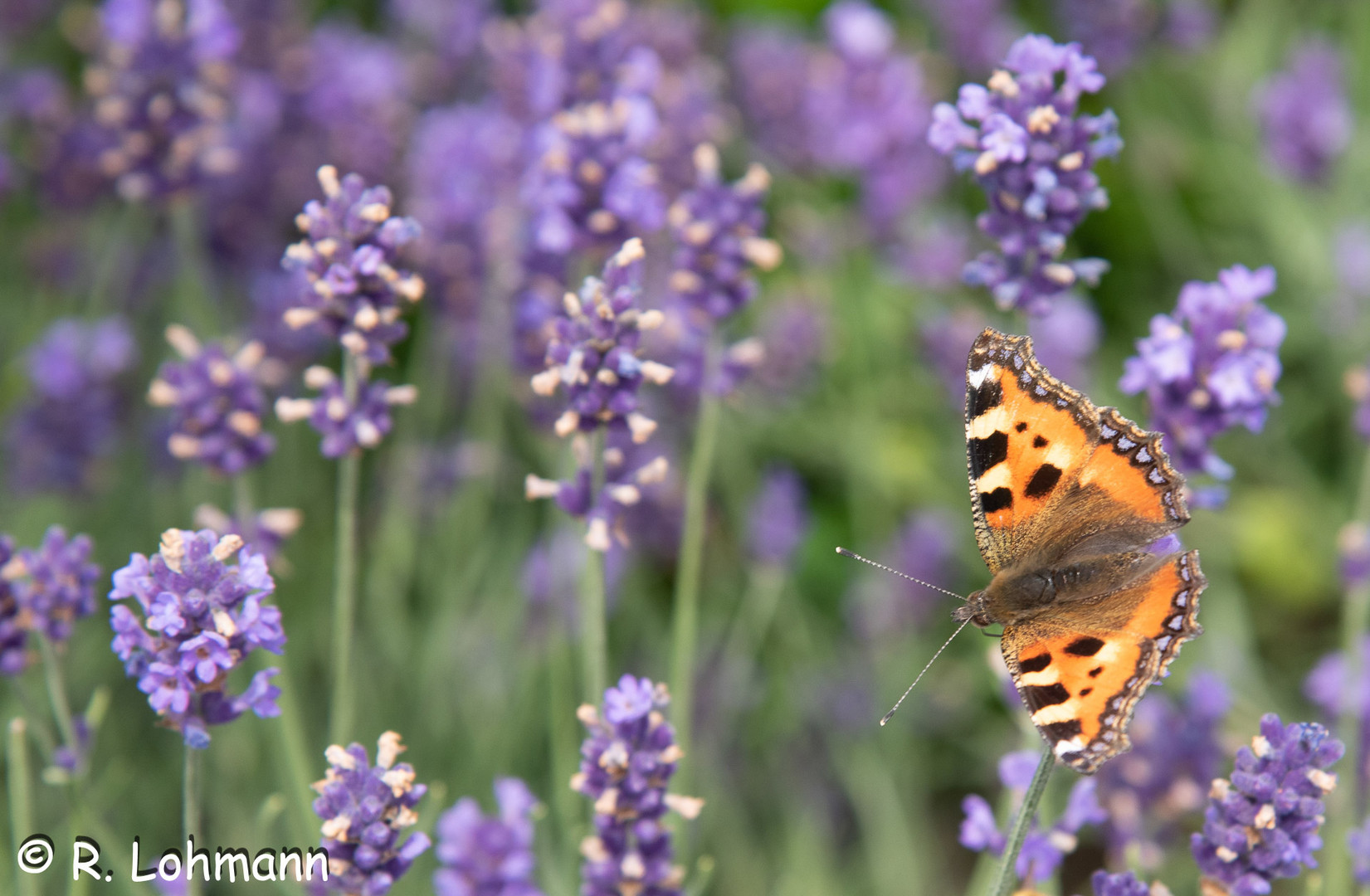 Schmetterling im Lavendelfeld