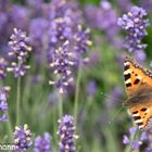 Schmetterling im Lavendelfeld