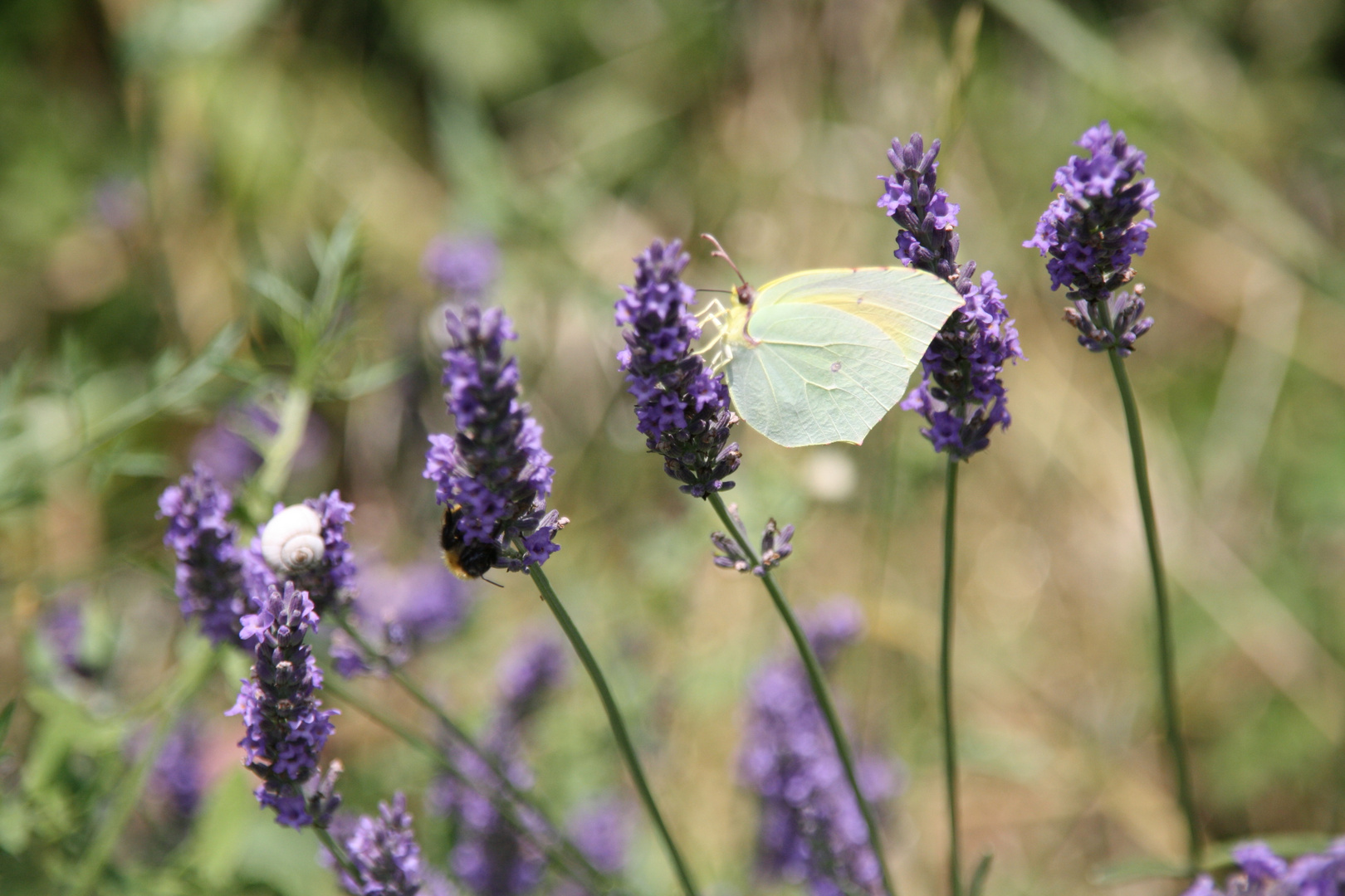 Schmetterling im Lavendelfeld