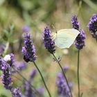 Schmetterling im Lavendelfeld