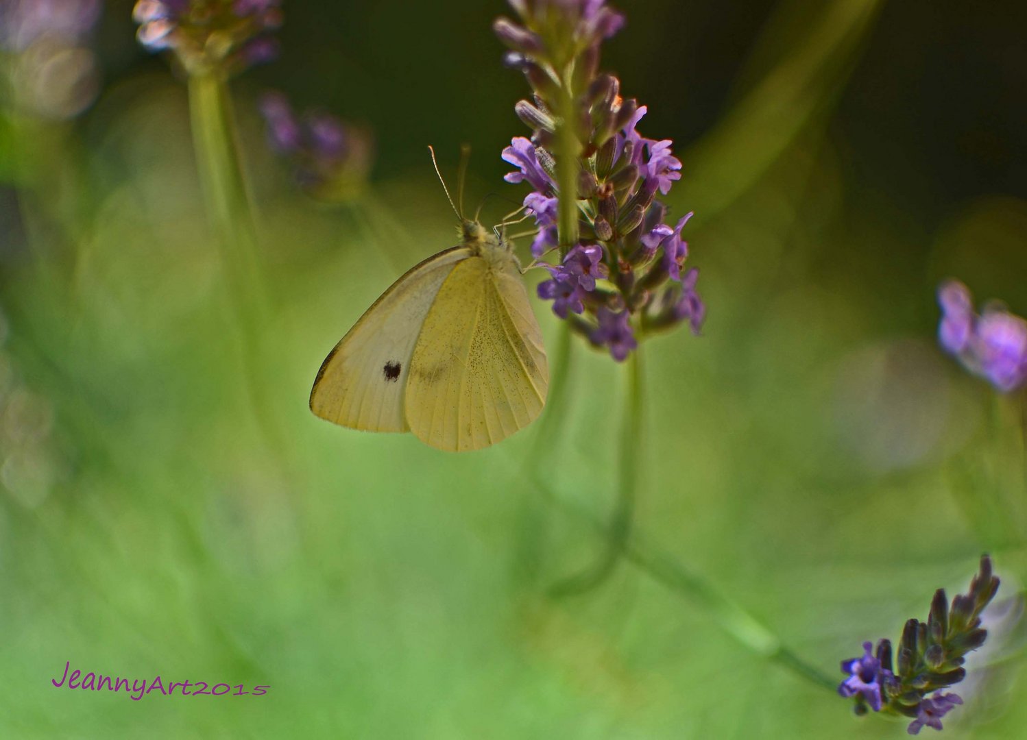 "Schmetterling im Lavendelrausch"