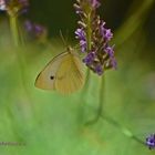 "Schmetterling im Lavendelrausch"