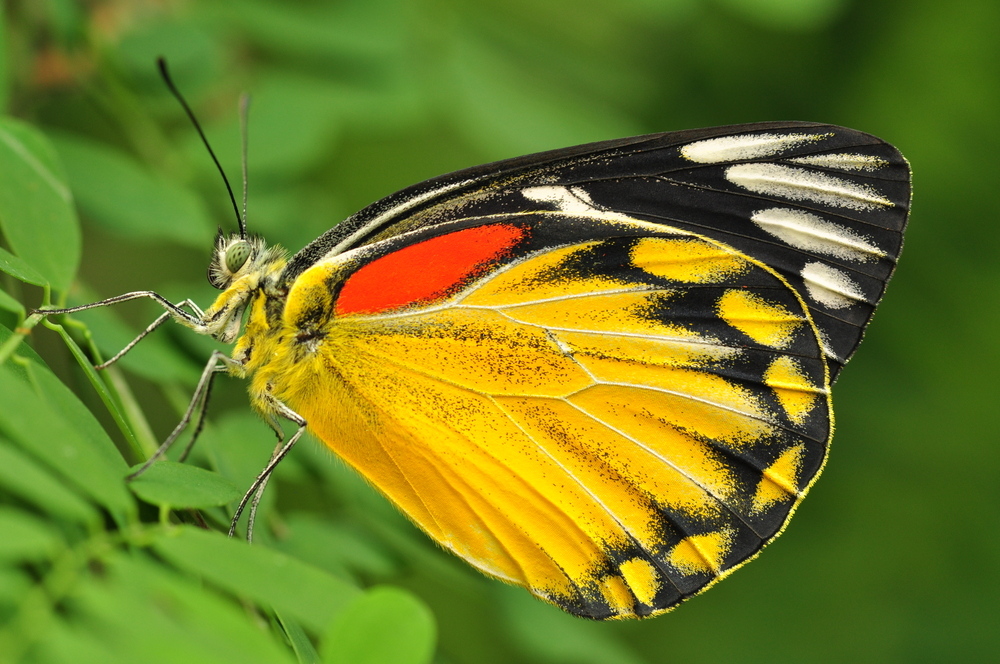 Schmetterling im Licht