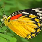 Schmetterling im Licht