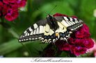Schmetterling im Licht von Thomas Leib 