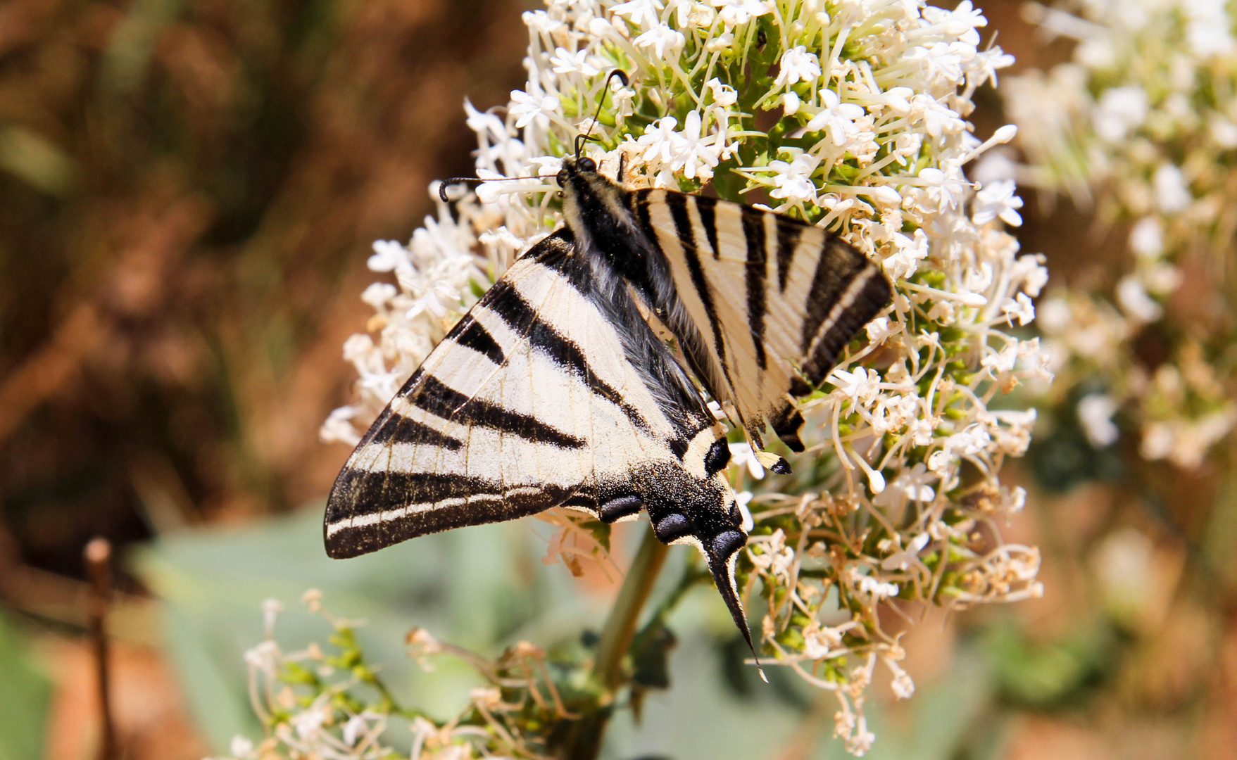 Schmetterling im Luberon