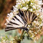 Schmetterling im Luberon