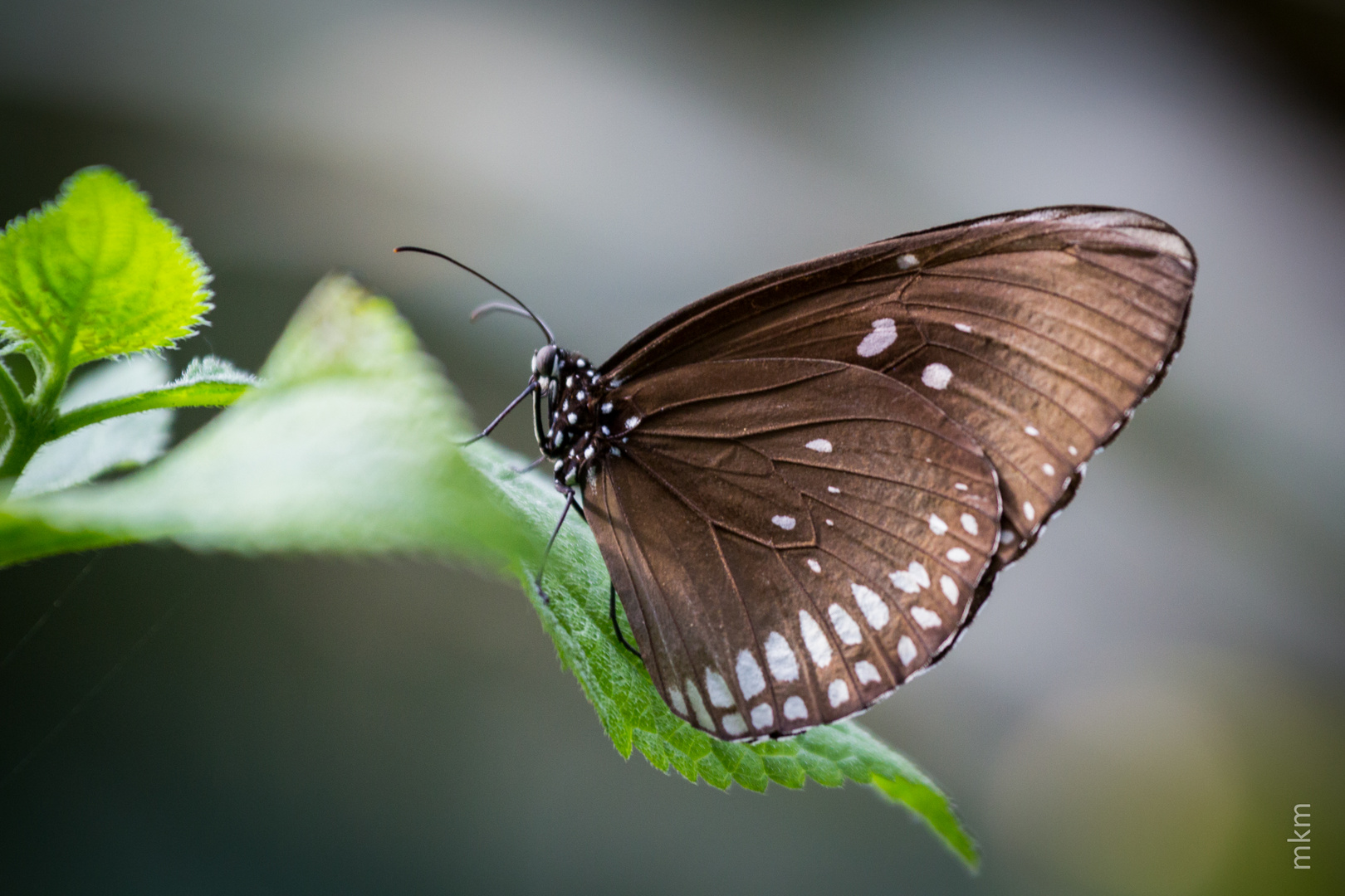 Schmetterling im Luisenpark