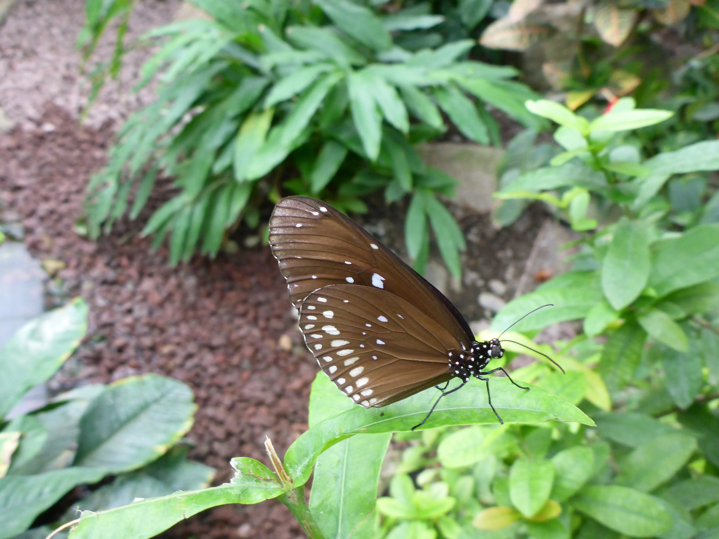 Schmetterling im Luisenpark Mannheim