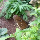 Schmetterling im Luisenpark Mannheim