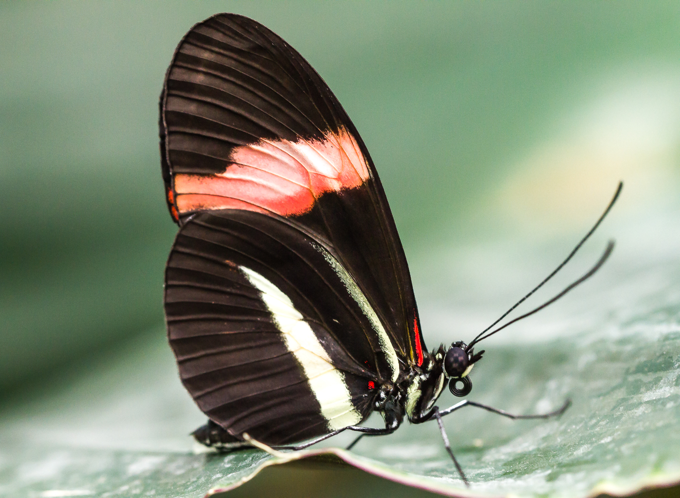 Schmetterling im Luisenpark Mannheim