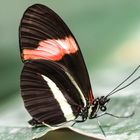 Schmetterling im Luisenpark Mannheim