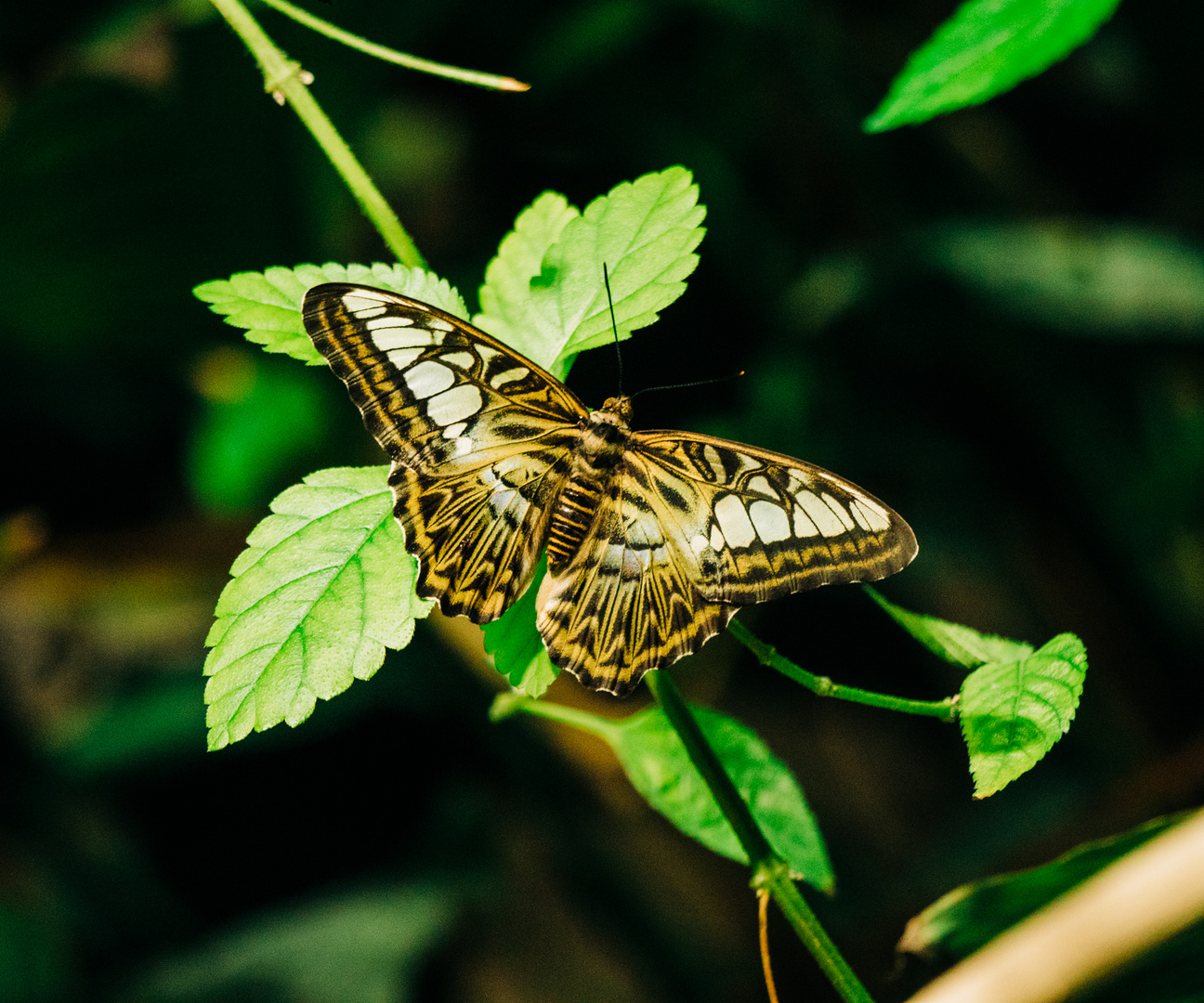 Schmetterling im Lusienpark Mannheim 2020