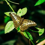 Schmetterling im Lusienpark Mannheim 2020