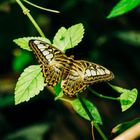 Schmetterling im Lusienpark Mannheim 2020