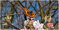 Schmetterling im März
