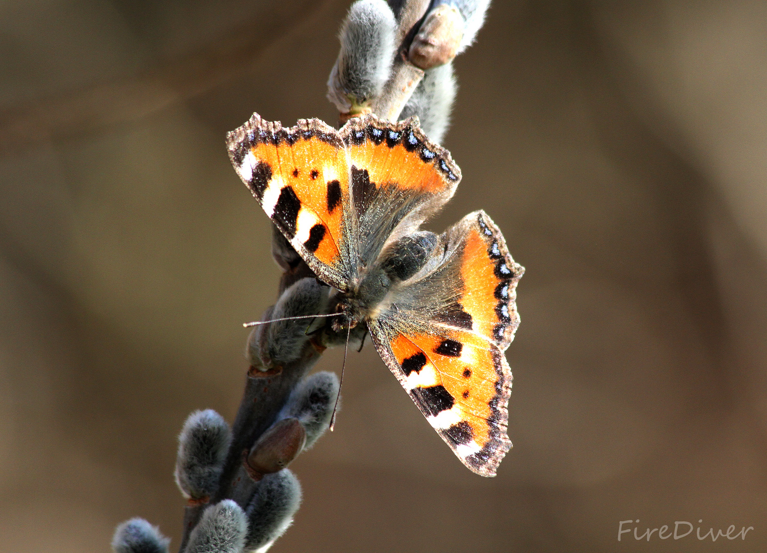 Schmetterling im März