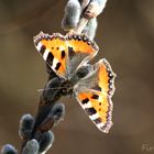 Schmetterling im März