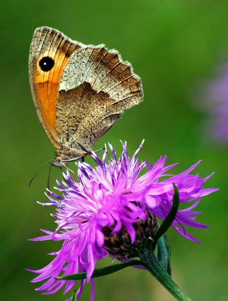 Schmetterling im Mai 2004