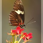 Schmetterling im Manatihaus des Nürnberger Tiergartens