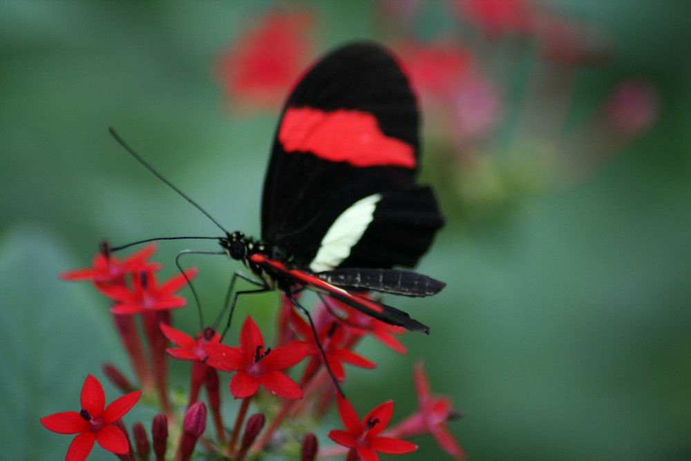 Schmetterling im Maxi-Park