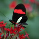 Schmetterling im Maxi-Park