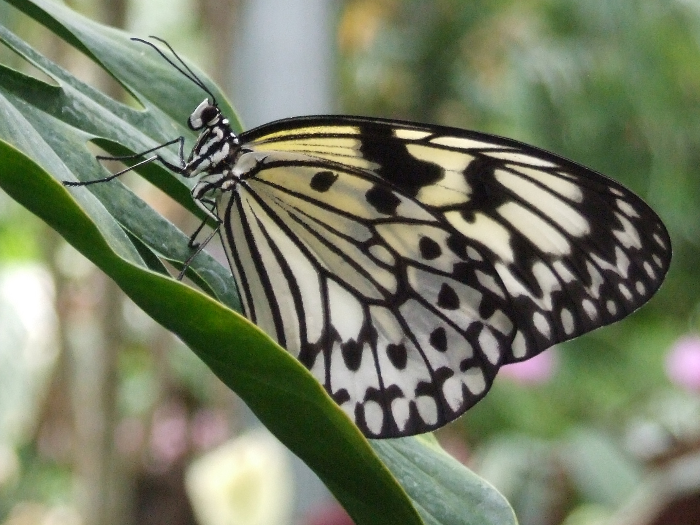 Schmetterling im Maximilianpark