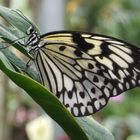 Schmetterling im Maximilianpark