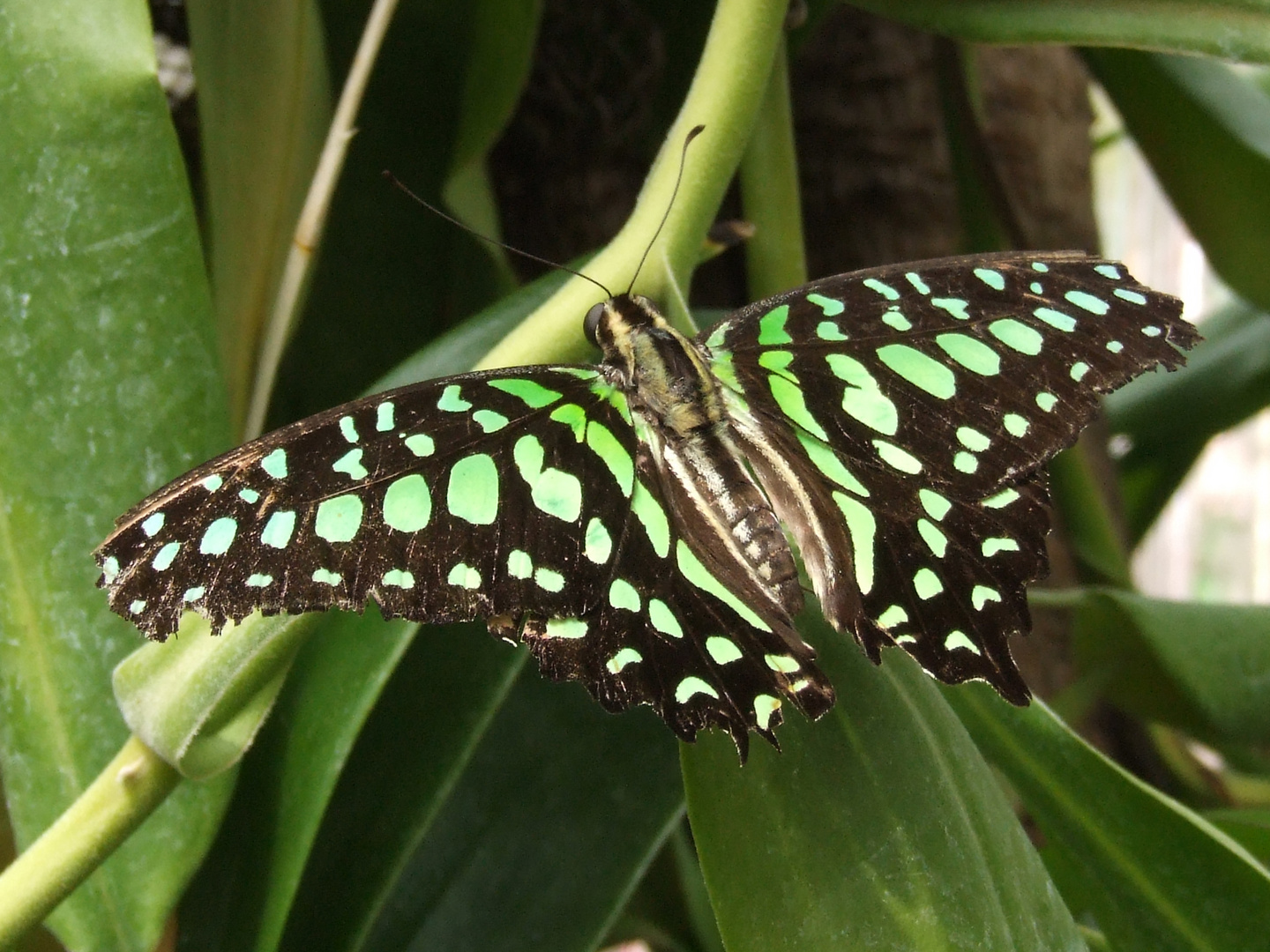 Schmetterling im Maximilianpark II