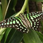 Schmetterling im Maximilianpark II