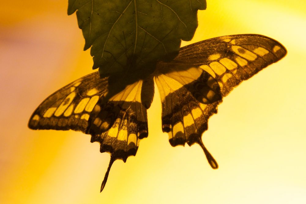 Schmetterling im Maxipark Hamm