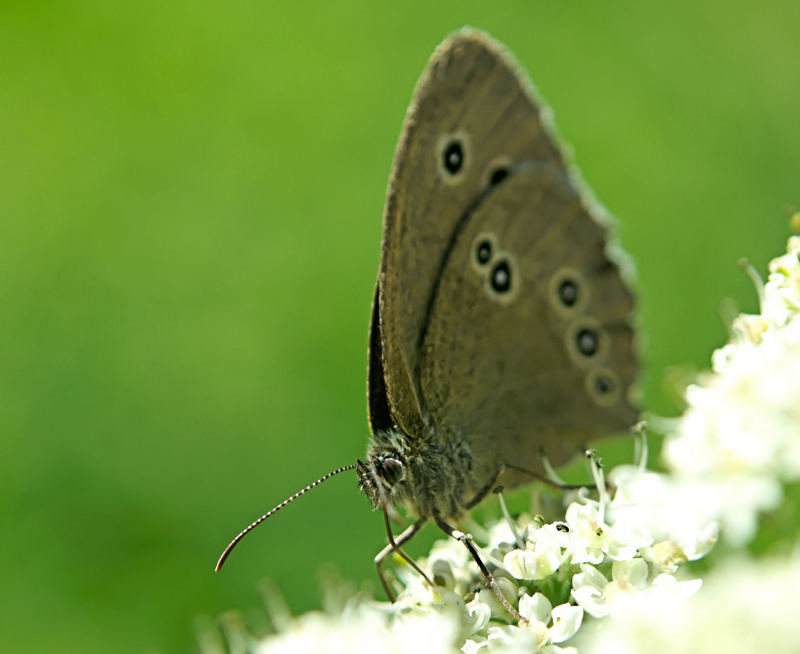 Schmetterling im Moor.