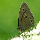 Schmetterling im Moor.