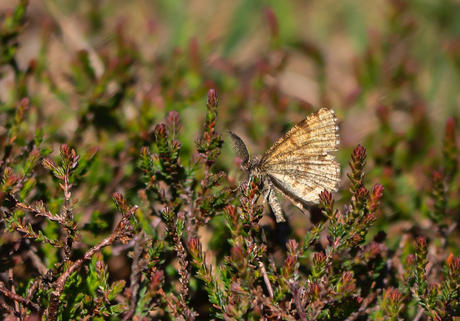 Schmetterling im Moor