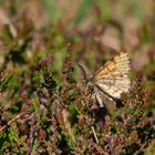 Schmetterling im Moor