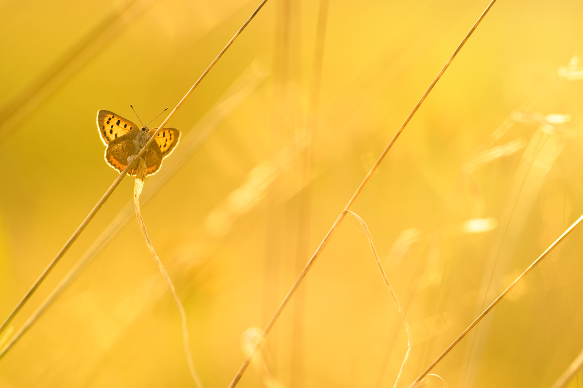 Schmetterling im morgen Sonnenstrahlen