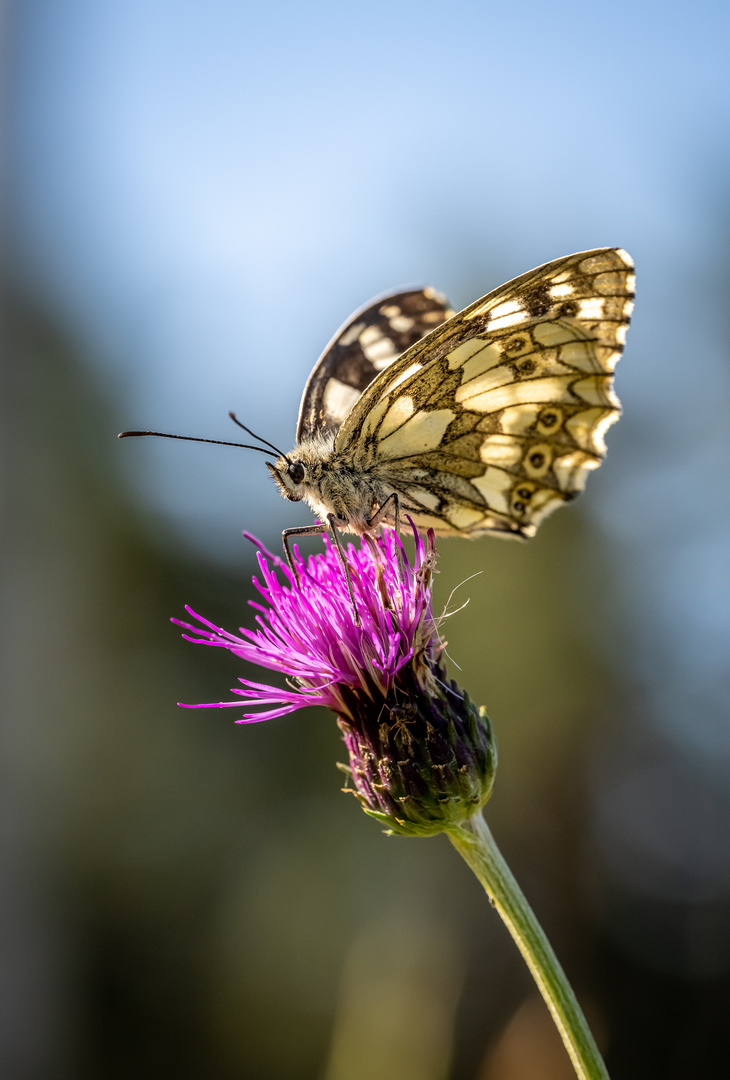 Schmetterling im Morgenlicht