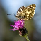 Schmetterling im Morgenlicht